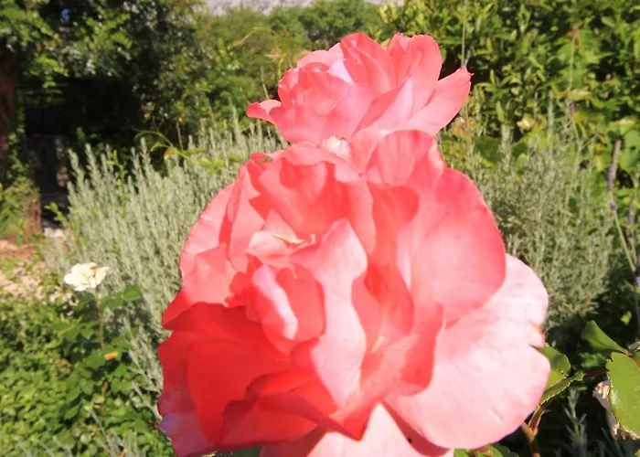 With Parking Space Orebic, Peljesac - 10171 * Orebić